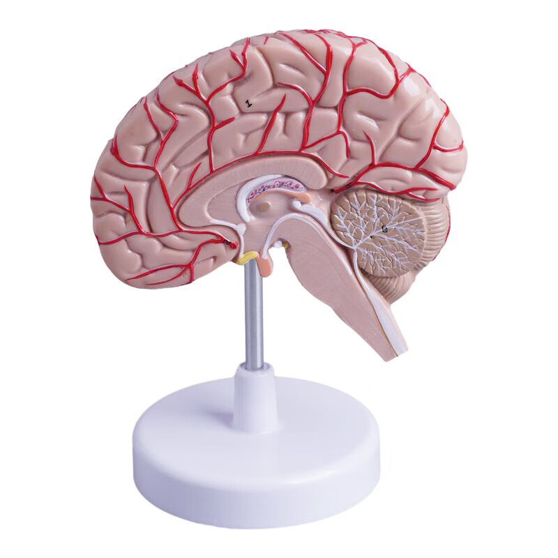彩色右半脑功能分区大脑动脉模型神经科脑室脑解剖脑干脑结构模型