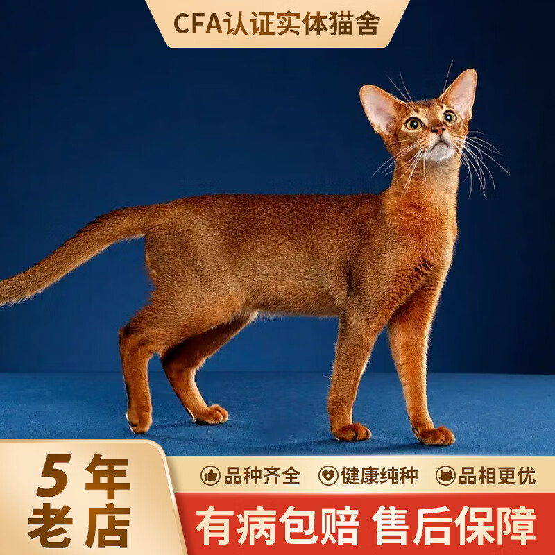 【品质保障】宠约约阿比西尼亚猫幼猫活体古埃及宠物猫咪活体 B-宠物级