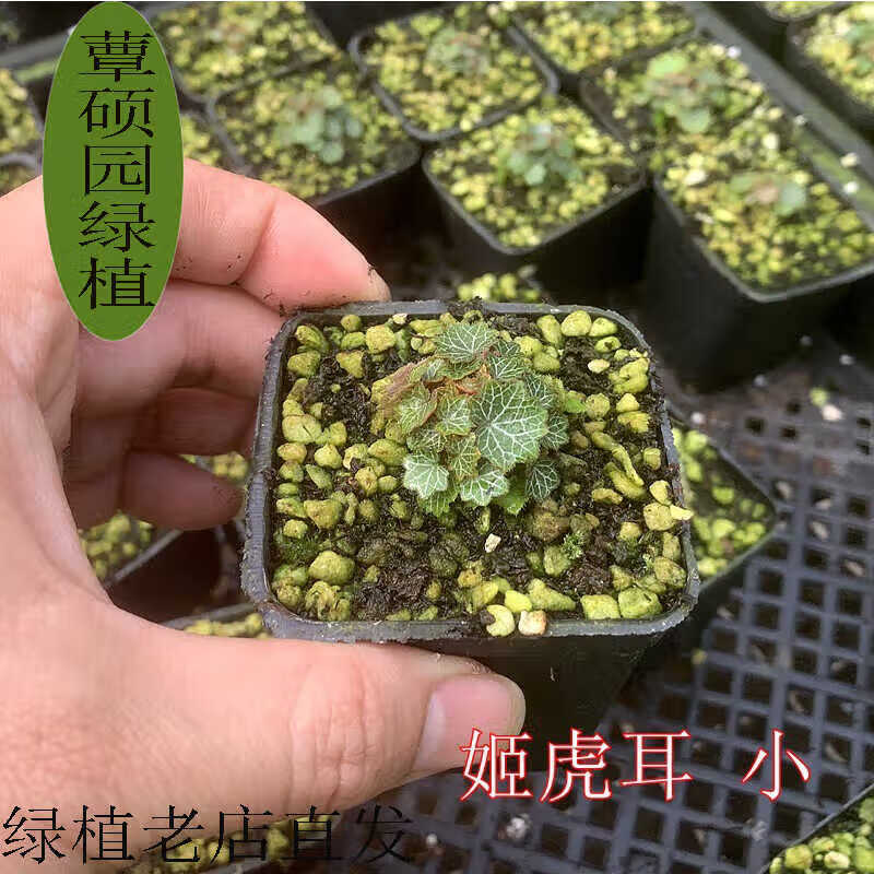 姬虎耳草原盆假山造景苔藓桌面迷你盆栽拇指雨林缸植物蕨类微景观 姬