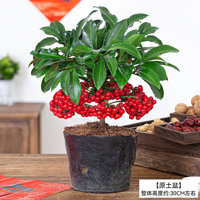 鹿凌青富贵籽盆栽黄金万两植物带果子红果客厅室内好养懒人花卉绿植