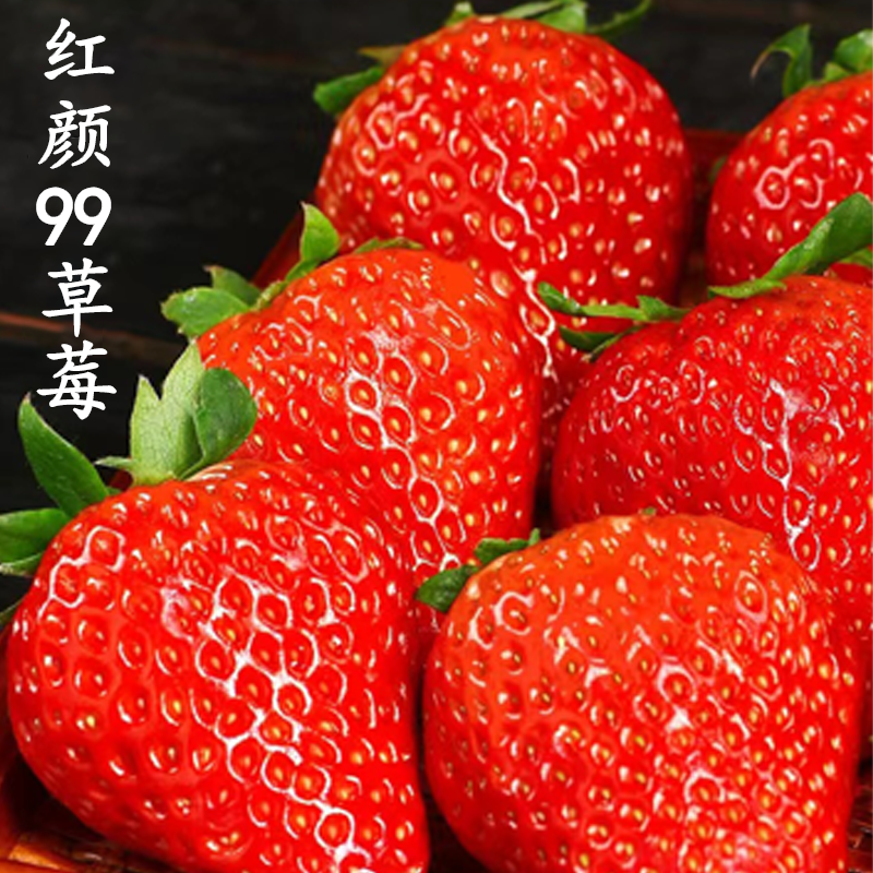金百粟四川大凉山红颜草莓 新鲜水果红颜99奶油草莓生鲜现摘 精选3斤净重2.5斤单果12g+【实惠推荐】