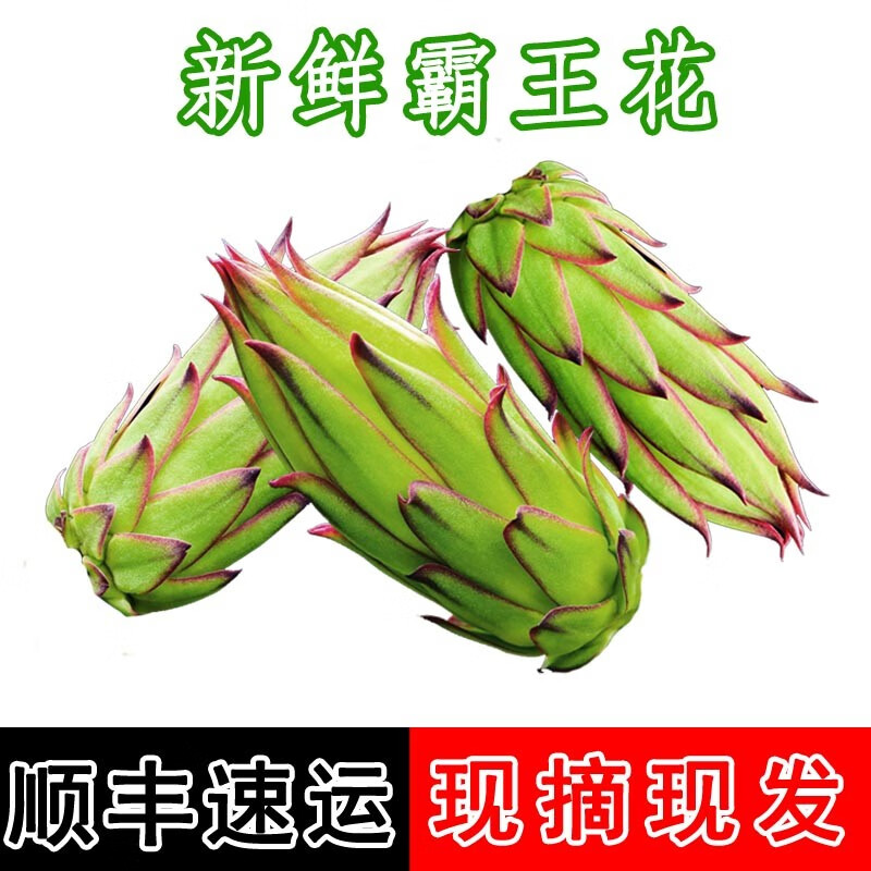 新鲜现摘霸王花正宗剑花煲汤食材靓花特色蔬菜花苞火龙果花顺丰 1斤
