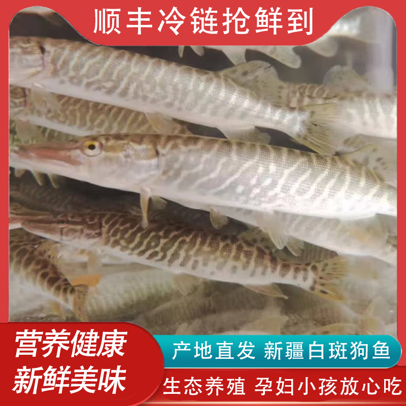 鱼七秒新疆阿勒泰冷水鱼 白斑狗鱼新鲜活鱼冷冻发乔尔泰狗鱼孕妇高