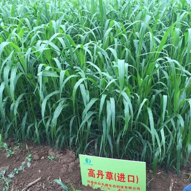 谷真进口高丹草种子牧草杂交高丹王草种籽四季苏丹草养殖牲畜高产牧草
