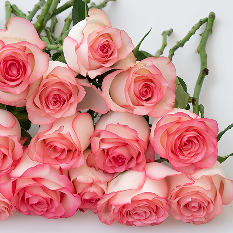 plus会员:京东鲜花 爱莎玫瑰10枝