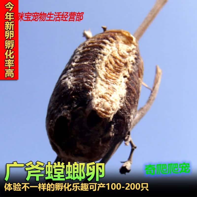 包邮现货中华大刀螳螂幼体个性爬虫宠物螳螂另有卵夹 2021广府卵1个