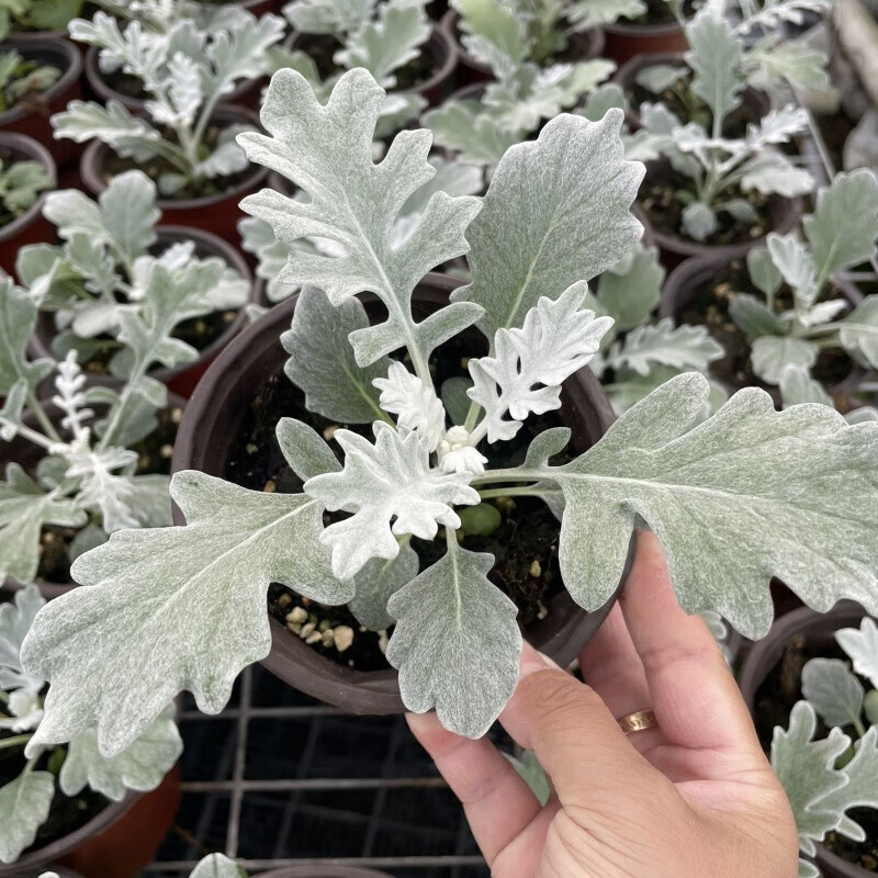 新品银叶菊 赛车手 银灰多年生宿根草本阳台耐寒银色系盆栽花卉 银叶