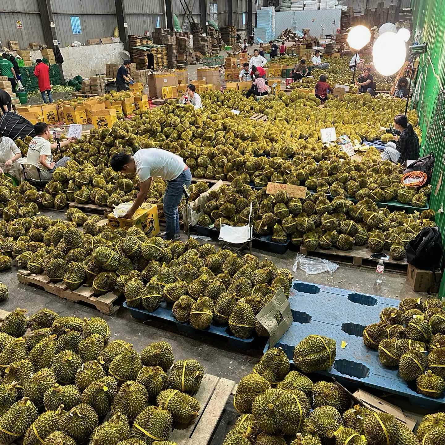 【A+级】泰国金枕榴莲整个新鲜带壳进口金枕14斤一箱榴莲30斤顺丰 金枕3-4斤【1个装】单果包3-4房