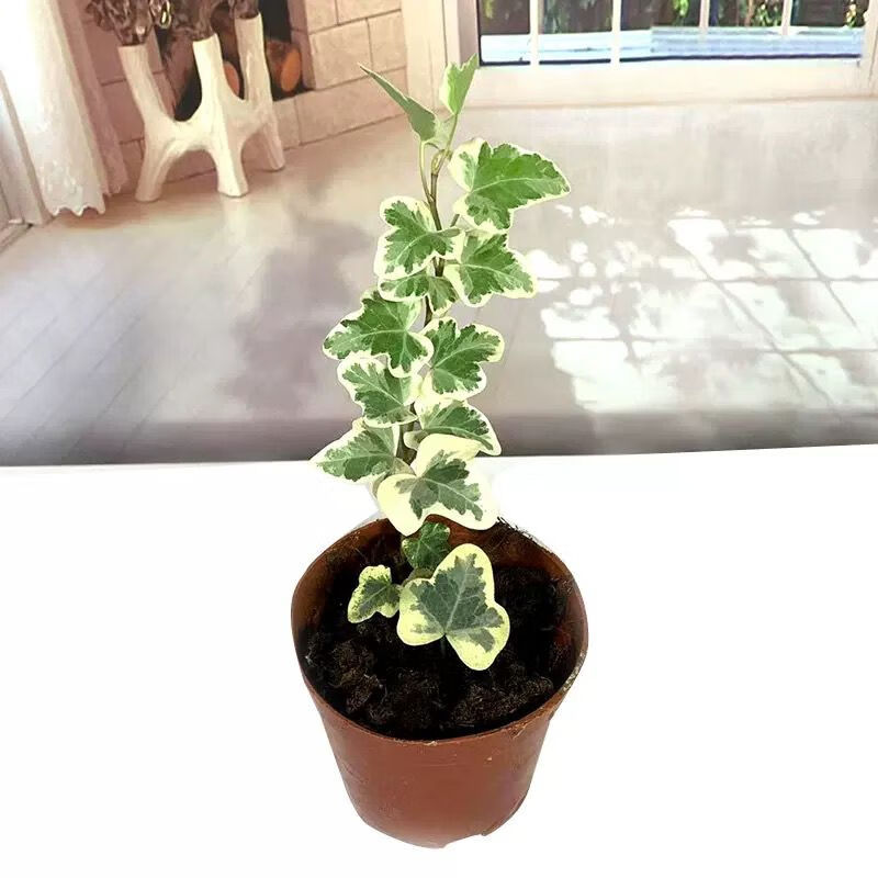 雪莹常春藤盆栽植物室内绿植垂吊大叶爬藤四季常青净化空气好养