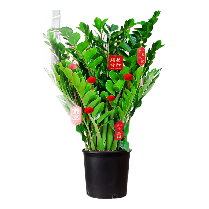 �����н�Ǯ�����Կ������ڴ�����ֲ�칫���辰ҡǮ������Ǩ��ҵԴͷֱ��