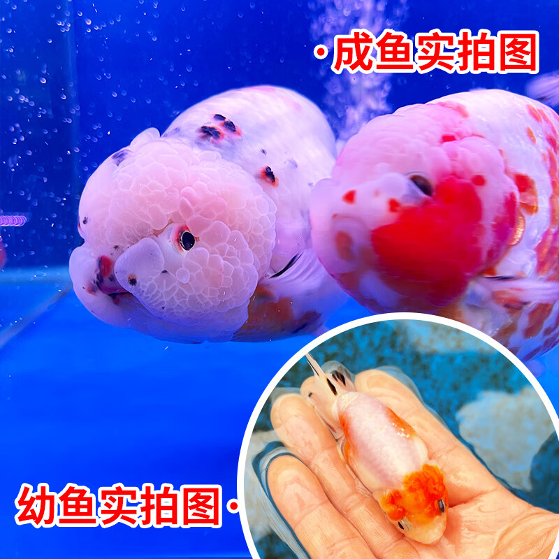 冷水观赏鱼波妞小尾玉兔活鱼好养淡水鱼小金鱼活 6-7cm樱花兰寿1条