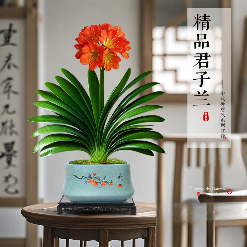 欧芽  君子兰盆栽名贵花卉花期圆头和尚绿植物室内 A+级大盆君子兰(柿柿如意盆)+底座