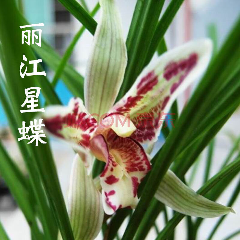 山头林村七抒兰花特香莲瓣兰名品剑阳蝶浓香型 丽江星碟 1苗新手试养