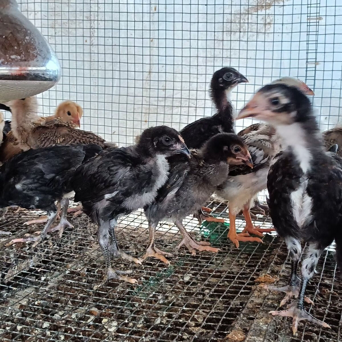 半斤斗鸡苗纯种越南鬼子小鸡活苗正宗网红中原半斤斗鸡仔活体现货 3-4