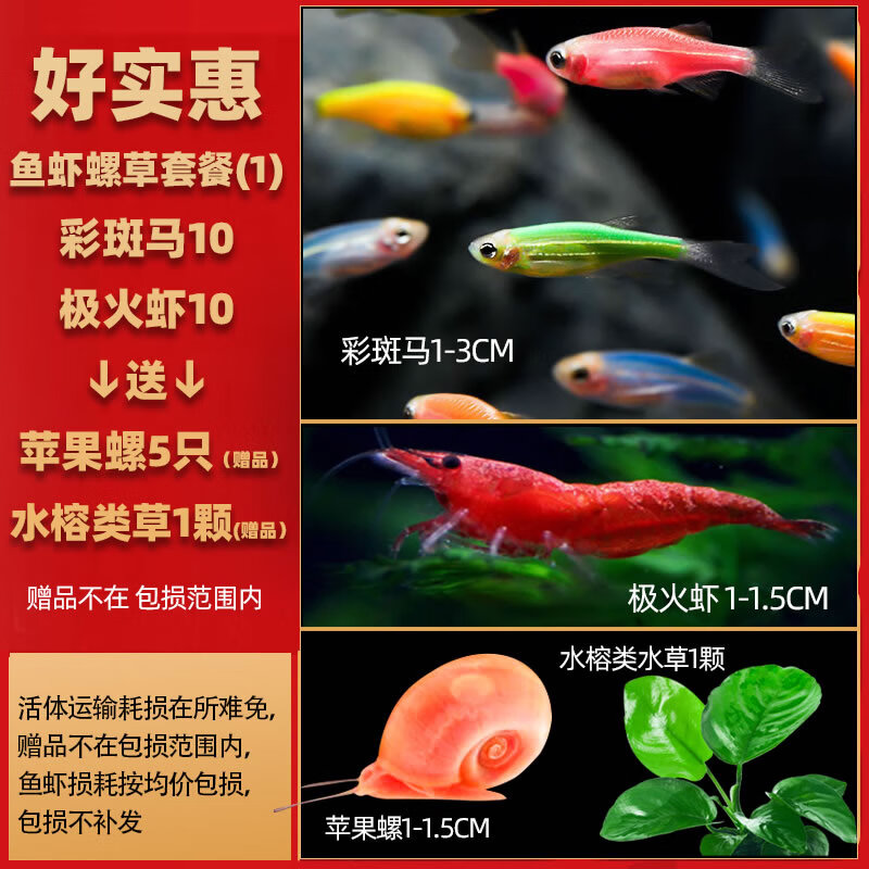 森渊热带观赏活鱼好养宝莲灯斑马淡水金鱼苗天使孔雀小型红绿灯科小鱼 鱼虾螺草套餐1