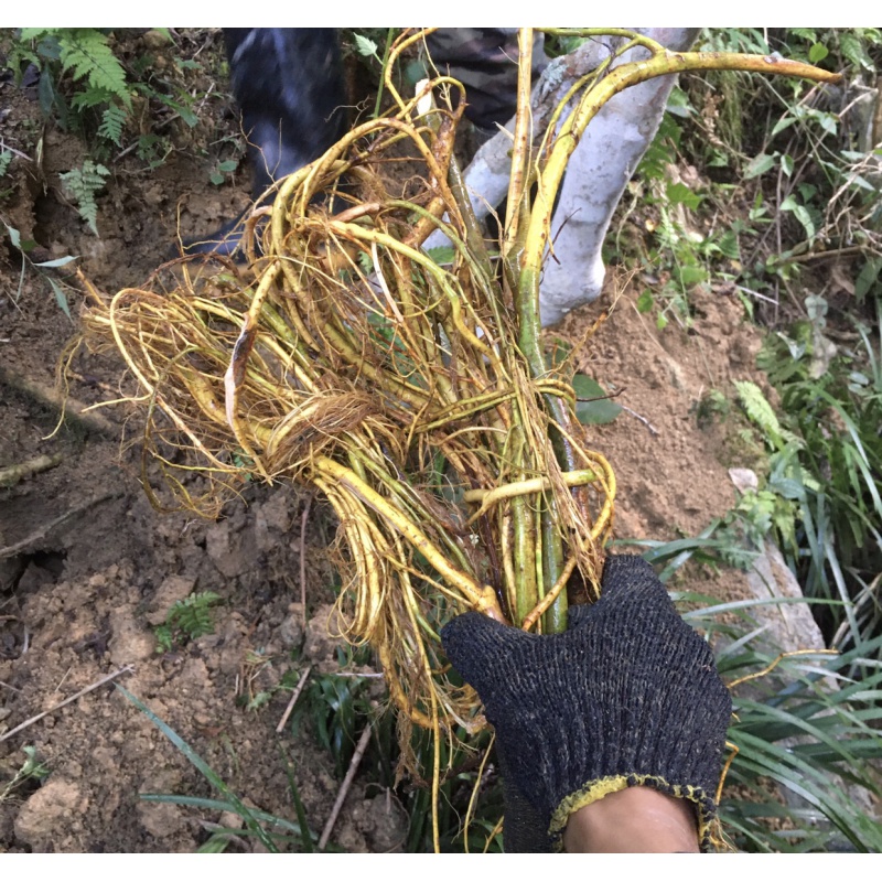 福建野生牛奶仔根炖骨头草药煲汤牛奶藤白花毛桃根滋补中药材 500g