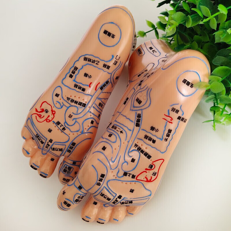 赫晨 刻字足疗足部脚部足底经络穴位反射区图按摩推拿模型脚底点穴