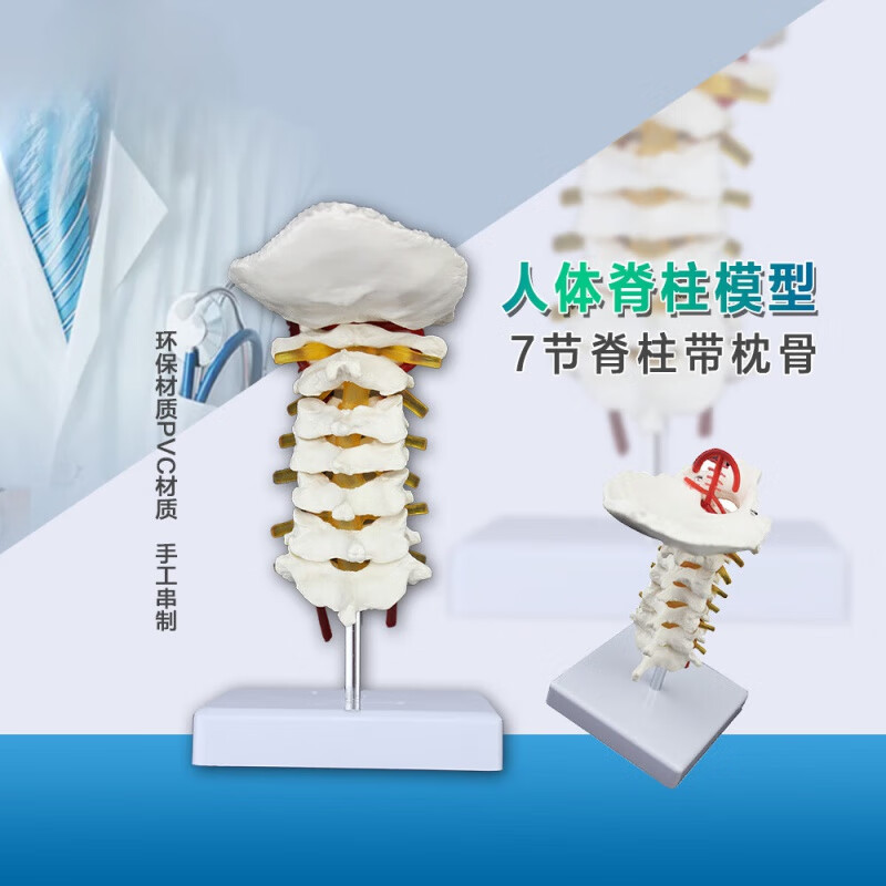 7节颈椎带枕骨模型可弯曲的pvc材质骨骼内附神经血管人体颈椎模型