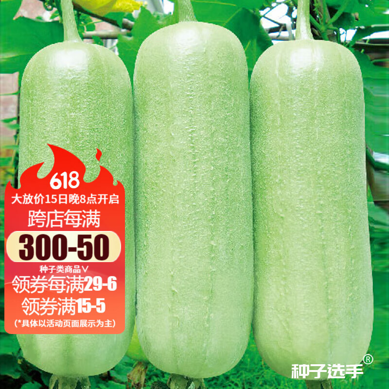 农之子 白丝瓜种子大全白玉白关湖南南方新品苗奶油 密多收白丝瓜种子