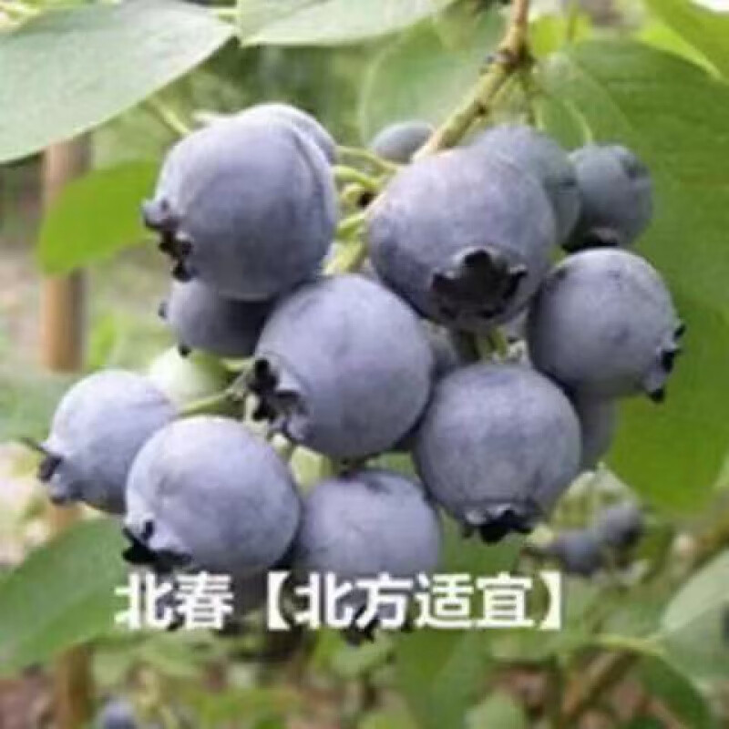 哒琳北北蓝莓种子阳台盆栽果园庭院南北方全国可种植蓝莓种子灌木果实种子 北春蓝莓种子 305粒(送肥)