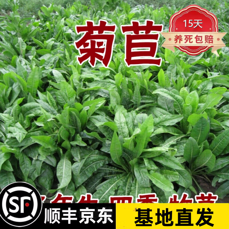 菊苣种籽养殖大叶多年生牧草种子鱼羊牛兔鸡鸭鹅猪草种子 250克【净种