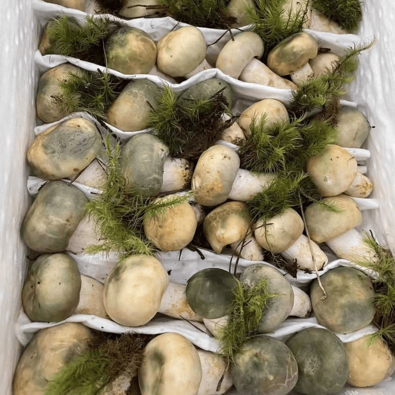 老海坨云南新鲜青头菌野生菌新绿豆菌青冈菌食用蘑菇菌子变绿红菇