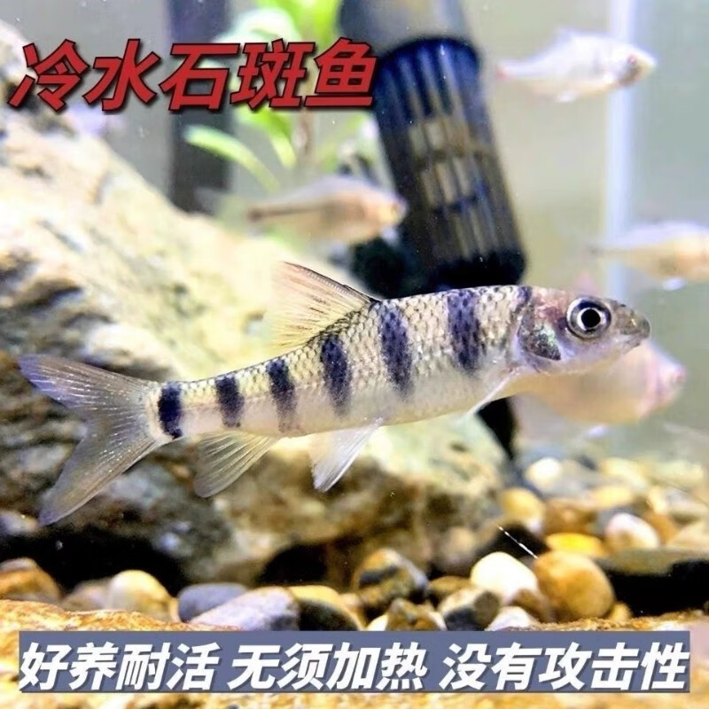 好养冷水原生观赏鱼小型淡水溪流石斑鱼光唇鱼活体群游中底层包活 8-10厘米溪石斑6条包活5条