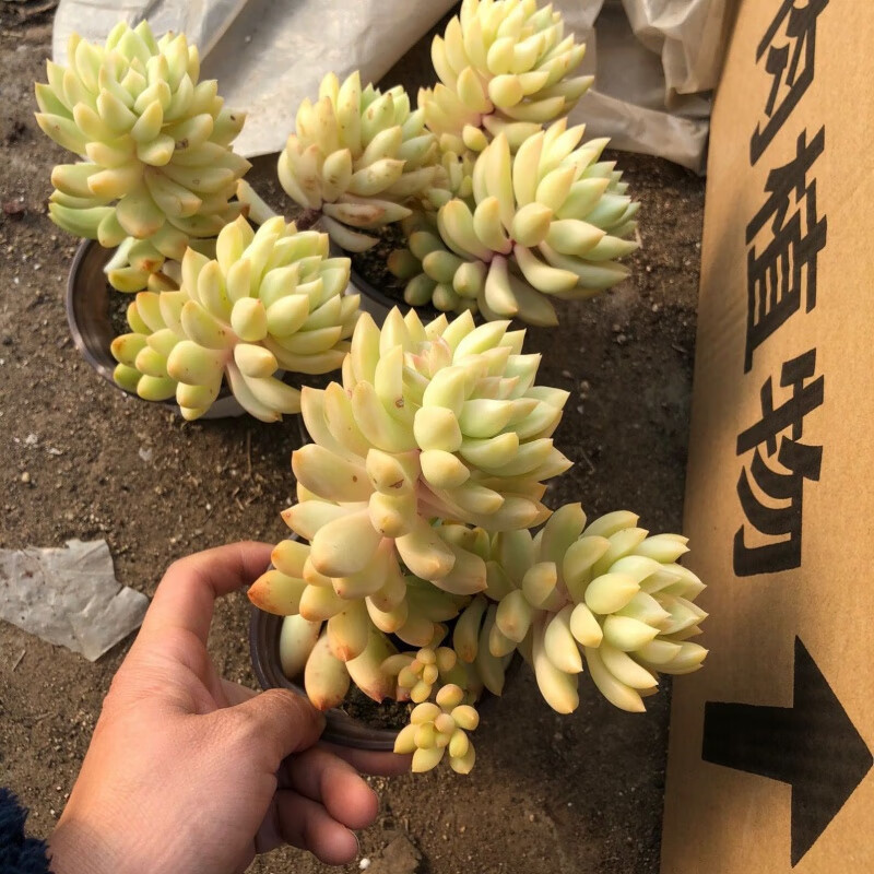 clcey稀有超大拍摄多头伯克利锦多肉花车锦萌自然昆明y精选超美满 k48