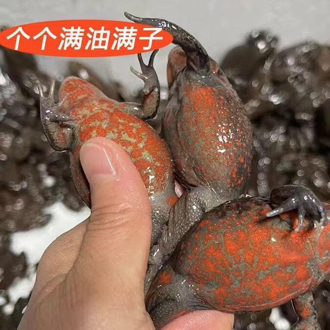 东北鲜活哈士蟆 鲜活红肚蛤蟆 哈什蚂全母满油满籽 活体石蛤蟆 哈什蚂