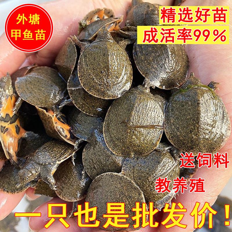 大甲魚苗活苗批發(fā)中華鱉苗魚塘養(yǎng)殖淡水魚苗鮮活小甲魚水魚團(tuán)魚苗 6只甲魚苗公母搭配 5g