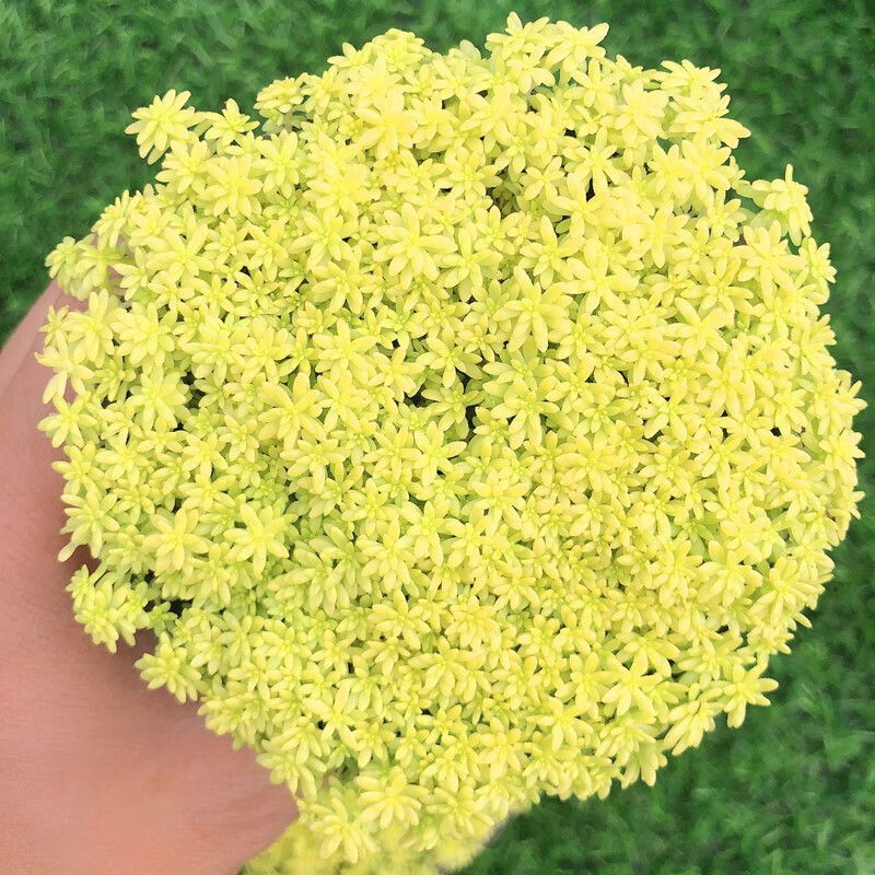 美漾黄金草多肉植物薄雪丸叶黄金万年草肉肉植物办公室迷你盆栽花卉