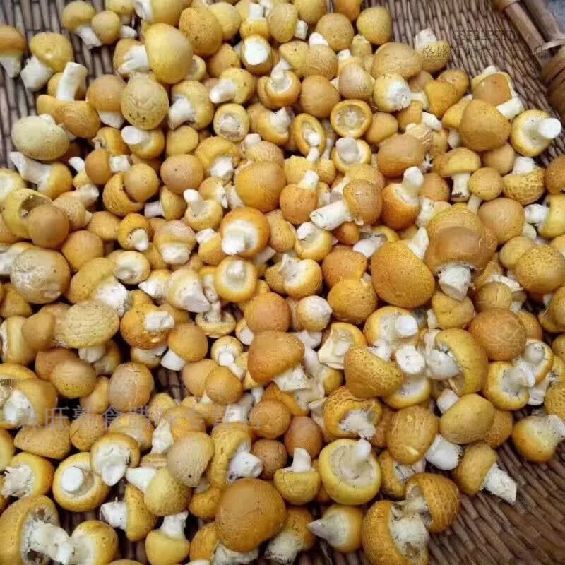 食怀新鲜祁连菌黄蘑菇新鲜黄菇非干黄菇 手工精选净重250g