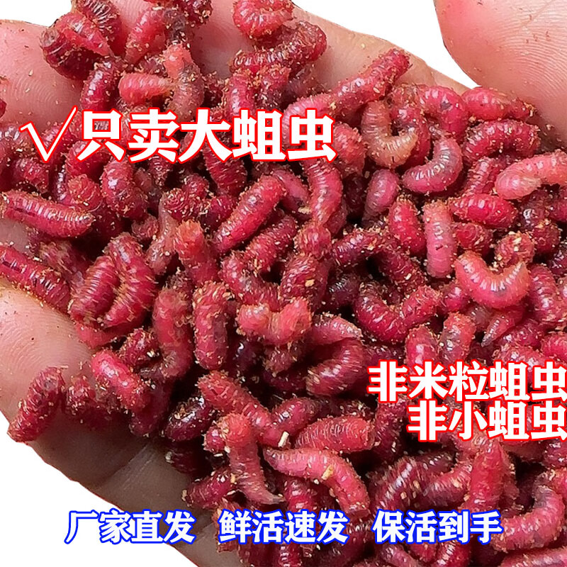 活体蛆虫肉蛆虫鲫鱼鲤鱼蛆虫野钓红蛆活蛆牙子白蛆红活蛆虫 红色1瓶