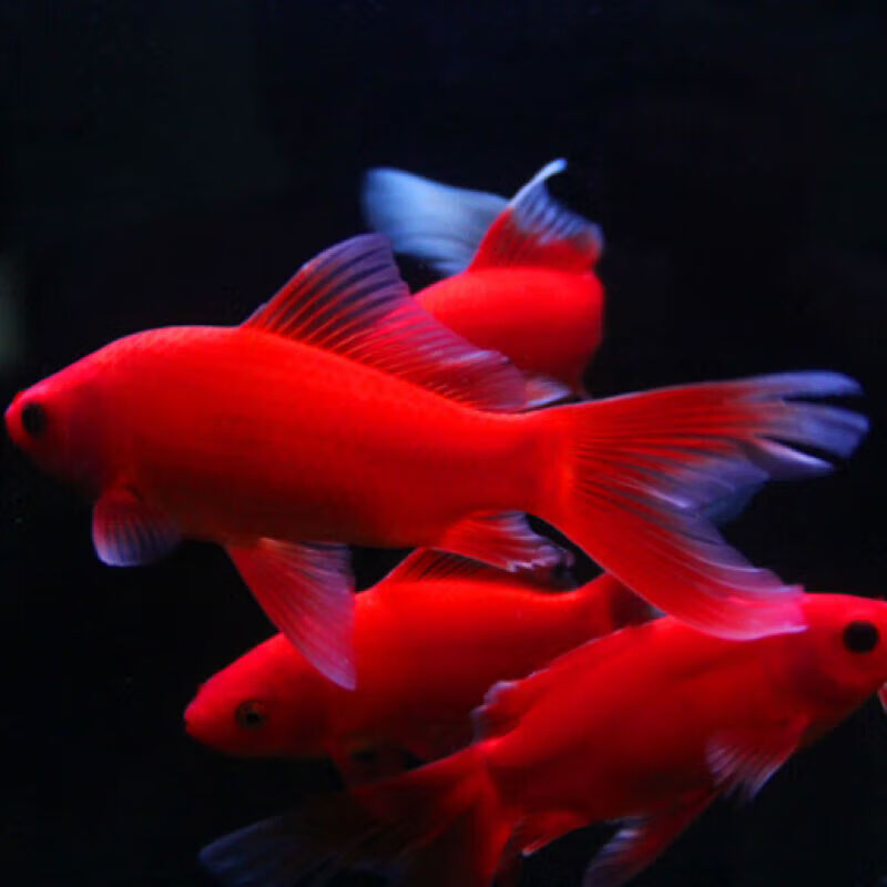 墨一观赏鱼冷水鹦鹉鱼好养草金鱼黑眼草金葡萄眼 冷水鹦鹉10-12cm3条