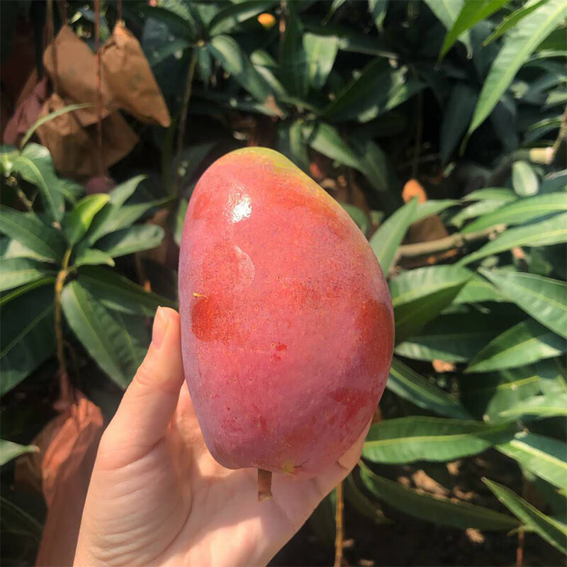 智田喜海南贵妃芒果应季新鲜水果现摘孕妇水果纸核芒 手选精品(芒果需要催熟才能食用) 贵妃芒中果净重4.5斤/单果100g+