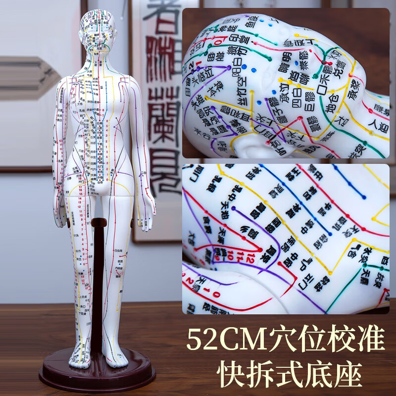中医经络针灸穴位模型人全身可扎针练习皮肤教学人体图铜人模大号