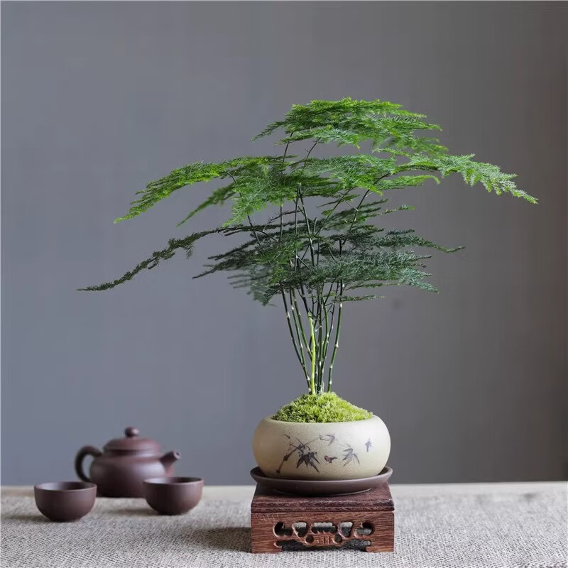 八芽文竹苔藓白发藓绿植室内茶几桌面陶瓷盆栽办公室摆件盆景净化空气 禅意盆文竹-含密胺托 带盆栽好