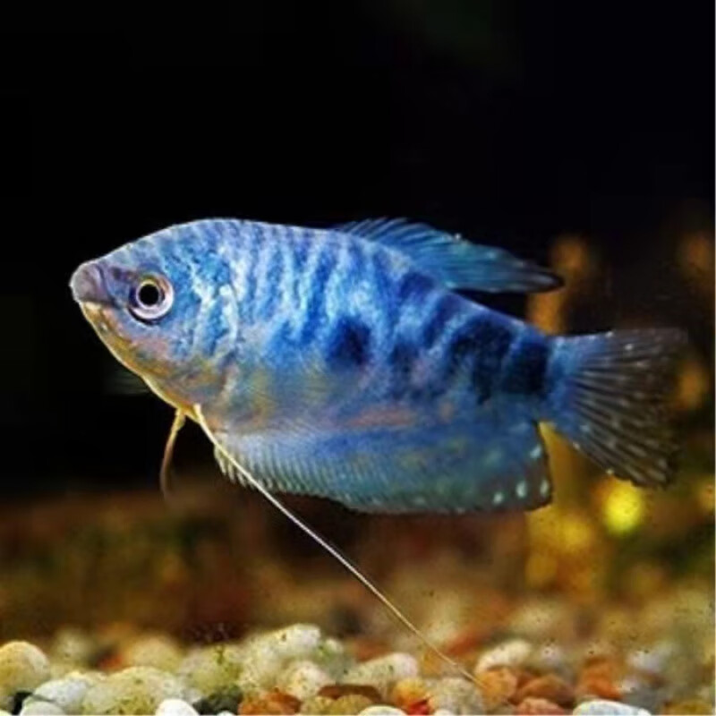 黄曼龙蓝曼龙曼龙鱼五彩丽丽珍珠马甲小型热带观赏鱼淡水好养耐活 蓝