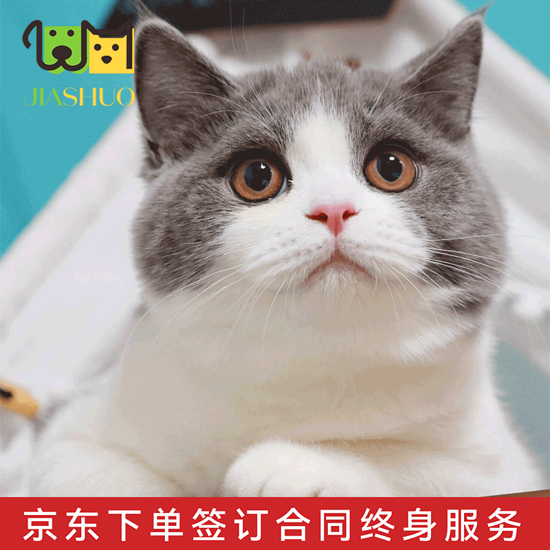 佳朔 渐层活体宠物猫咪幼猫纯种英短全程辅助养猫签订合同双重保障