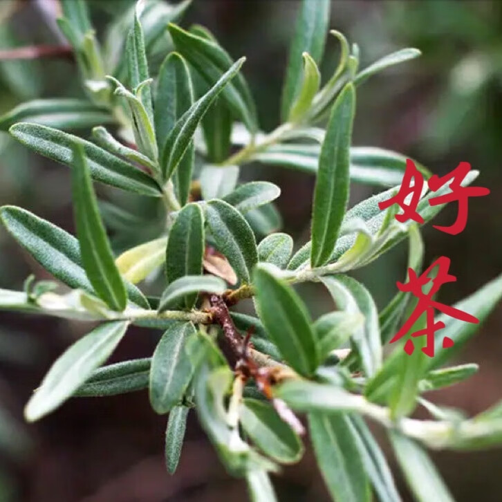 棘山红正宗沙棘叶茶 养生茶饮 精选沙棘嫩叶礼盒装50g*5罐 新茶好茶红茶 礼盒50g*5盒