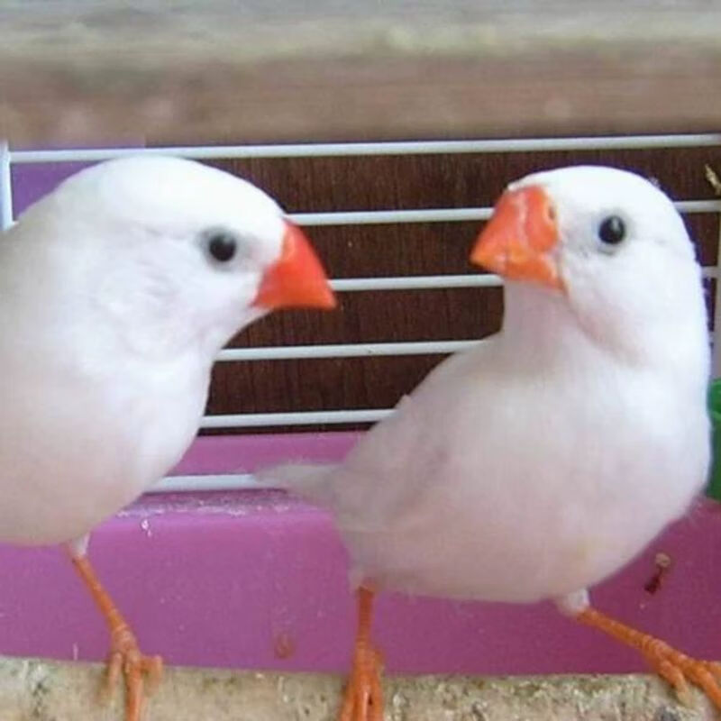 宠以沫珍珠鸟活体观赏宠物鸟活物鸟白灰驼色珍珠鸟小巧可爱好养活