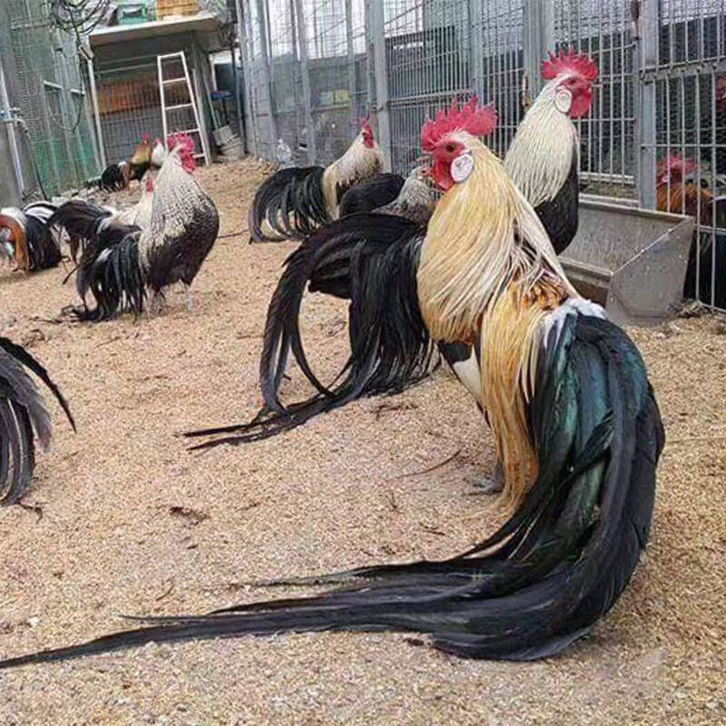 长尾鸡五颜六色宠物鸡长不大迷你观赏鸡新品种新款高受精种蛋正宗 1枚