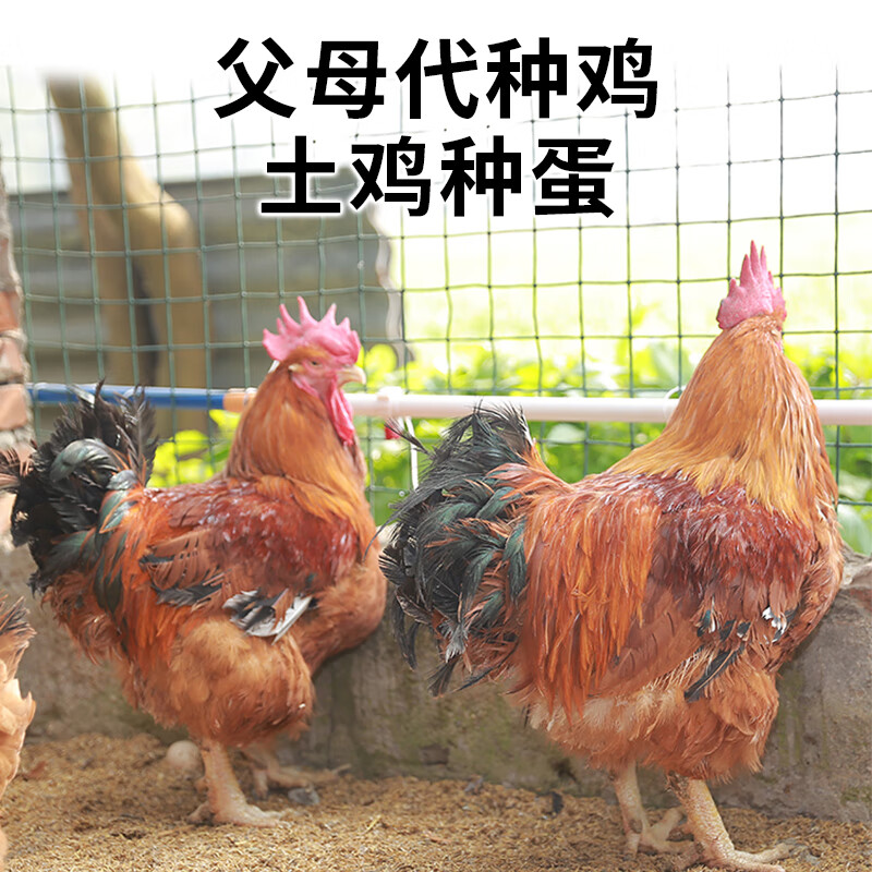 土鸡种蛋受精蛋可孵化鸡蛋三黄九斤黄红瑶麻羽芦花鸡快大型产蛋鸡 20