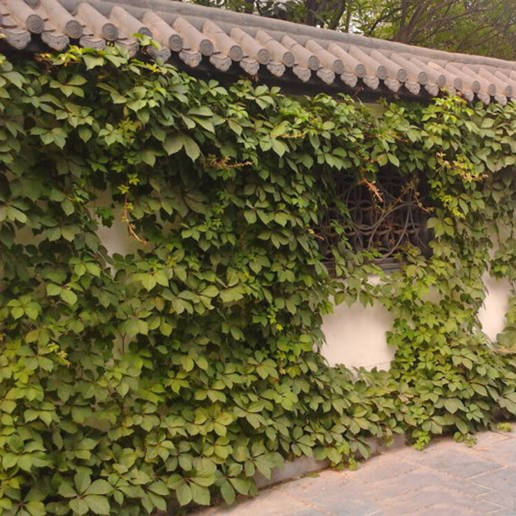 花润露攀援爬藤植物美国三叶五叶地锦苗 红叶爬山虎大苗 红叶爬墙虎苗