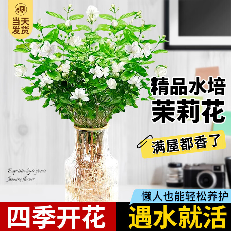 臨雅茉莉花水培植物盆栽辦公室內(nèi)桌面好養(yǎng)懶人鮮花綠植九里香水養(yǎng)花卉 茉莉花1盆7-8株-帶根款