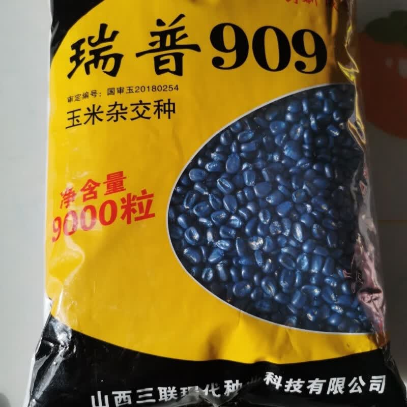 瑞普909大棒9000粒山西三联高产玉米抗病抗倒伏紫杆紫叶 瑞普909 9000