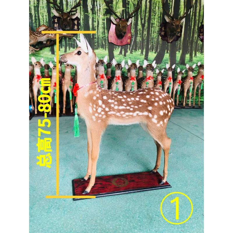 万棠梅花鹿标本吉林梅花鹿模型真皮毛真鹿角鹿头挂件鹿头挂壁摆件 1号总高75-80cm
