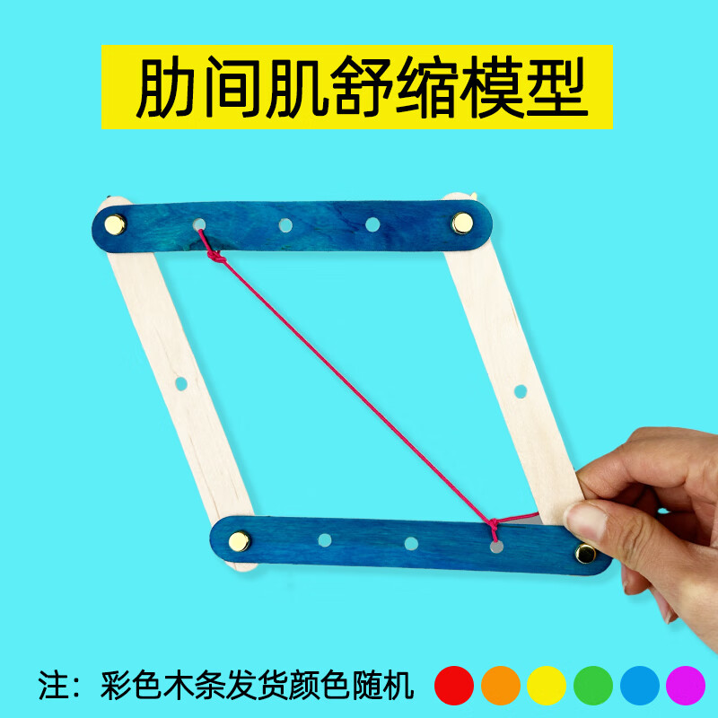 肺呼吸肋间肌舒缩模型手工diy玩具科学实验玩具材料膈肌运动 肋间肌舒