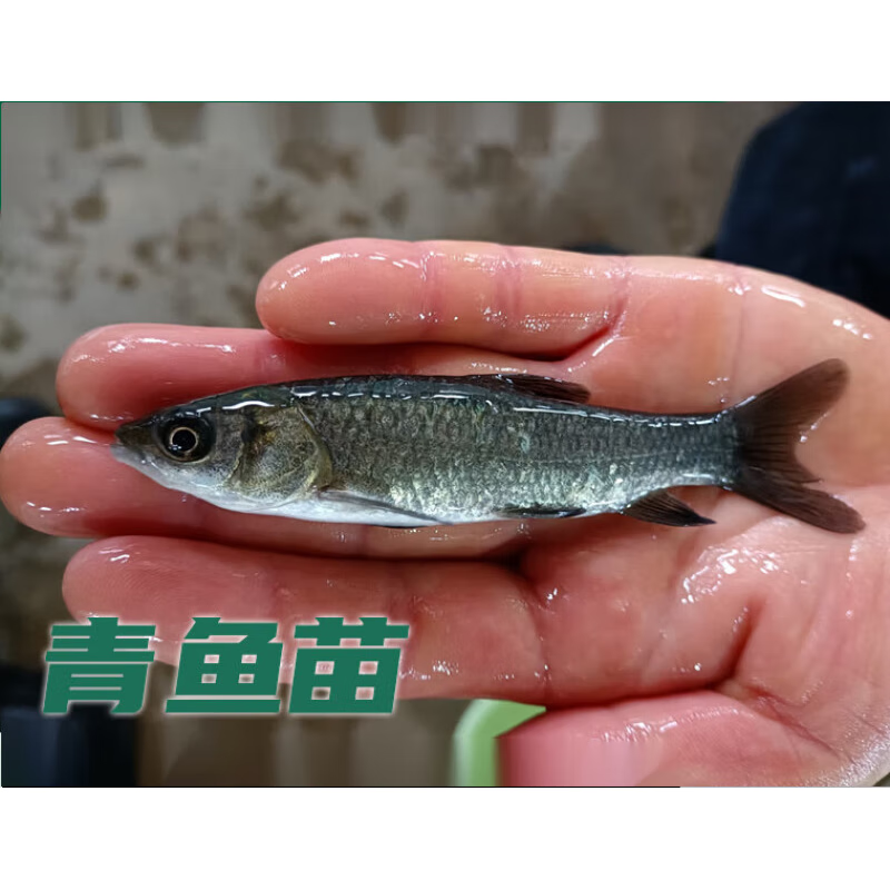 螺蛳青鱼半斤大活体淡水大青鱼养殖乌皖食用黑皖螺丝青鱼 青鱼苗2-4