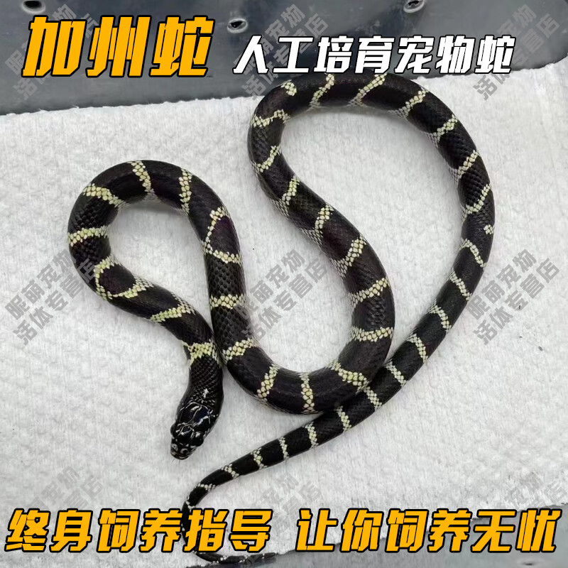 smvp玉米蛇活物真蛇宠物蛇爬宠幼体翠青异宠宠物白化蛇宠无毒金边